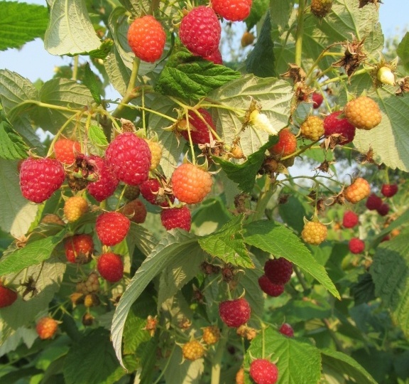 Про малину: как подкормить в июне - и без малины не остаться. 3 подкормки - и ягоды с горох, плохо завязывают, мягкие. И до оскомы кислые