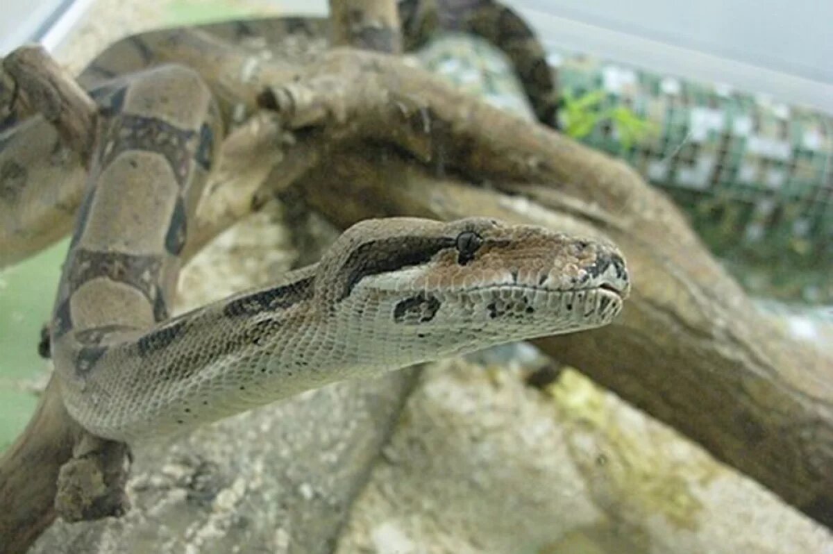    Императорский удав.