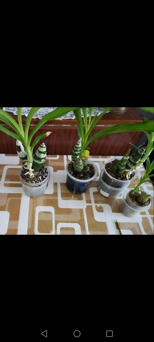 Фредкларкеара Афтер Дарк Блэк Перл, Монниерара миллениум виткрафт, Катасетум Милана девиссон. 