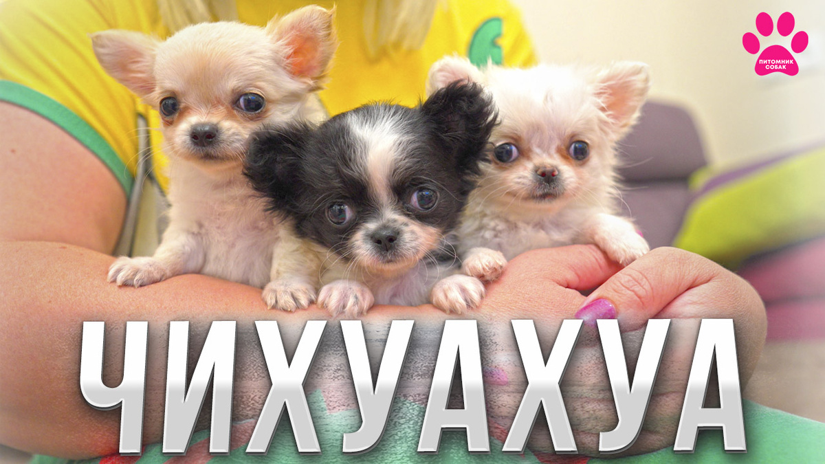 Новое видео про щенков чихуахуа от Пенки