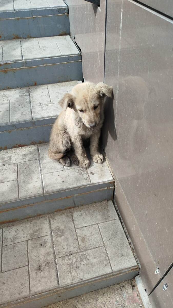 Этот малыш вытянул счастливый билетик. Его забрала к себе на ПМЖ очень хорошая семья. Теперь он Бублик! 