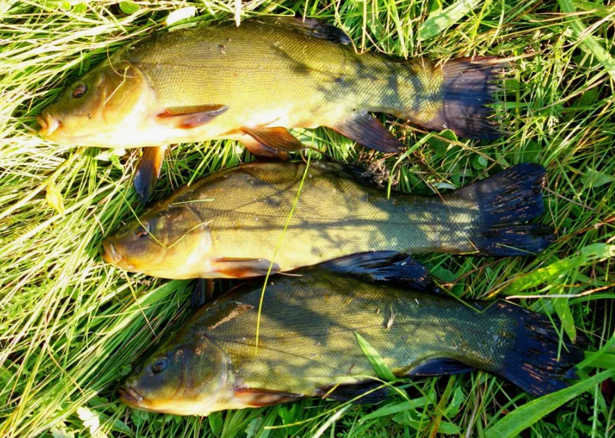 Рыба линь пойманная на поплавочную снасть летом. Источник фото rivnefish.com