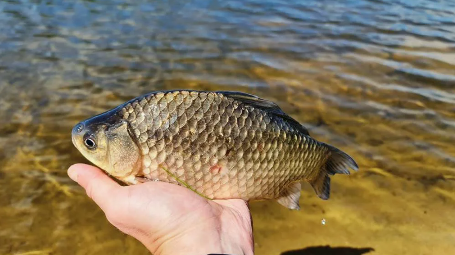 Карась пойманный на поплавочную удочку. Источник фото salmo.by