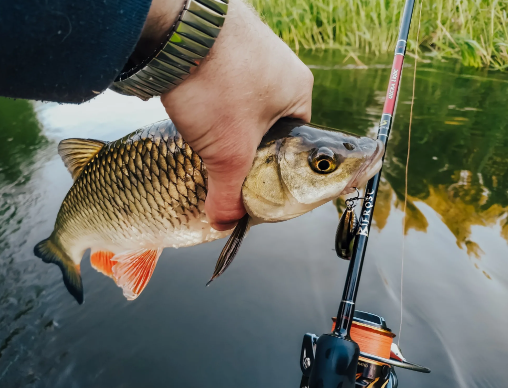 Голавль пойманный с лодки на спиннинг. Источник фото kasheloff.ru