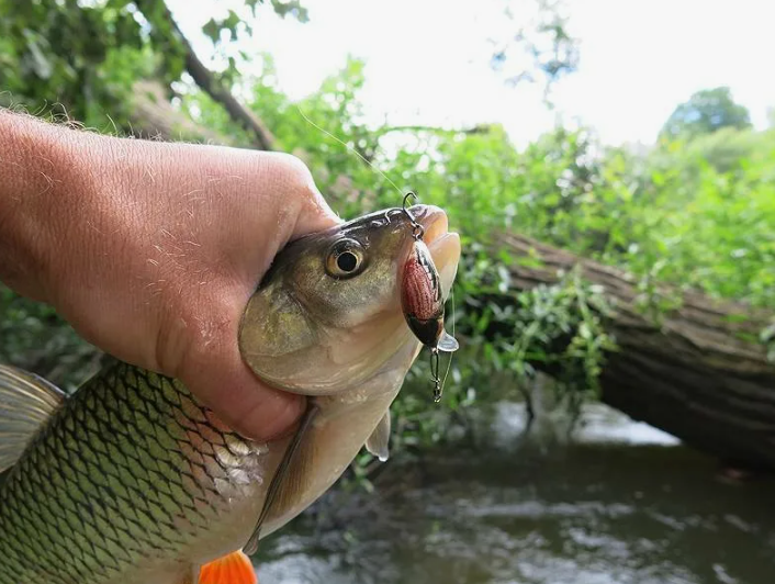 Голавль на Пойманный на спиннинг на малой реке. Источник фото kasheloff.ru