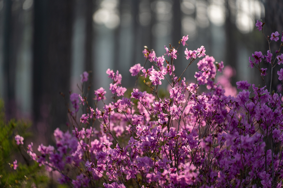 📸 Фото Лубсана Чагдурова. Листайте галерею!