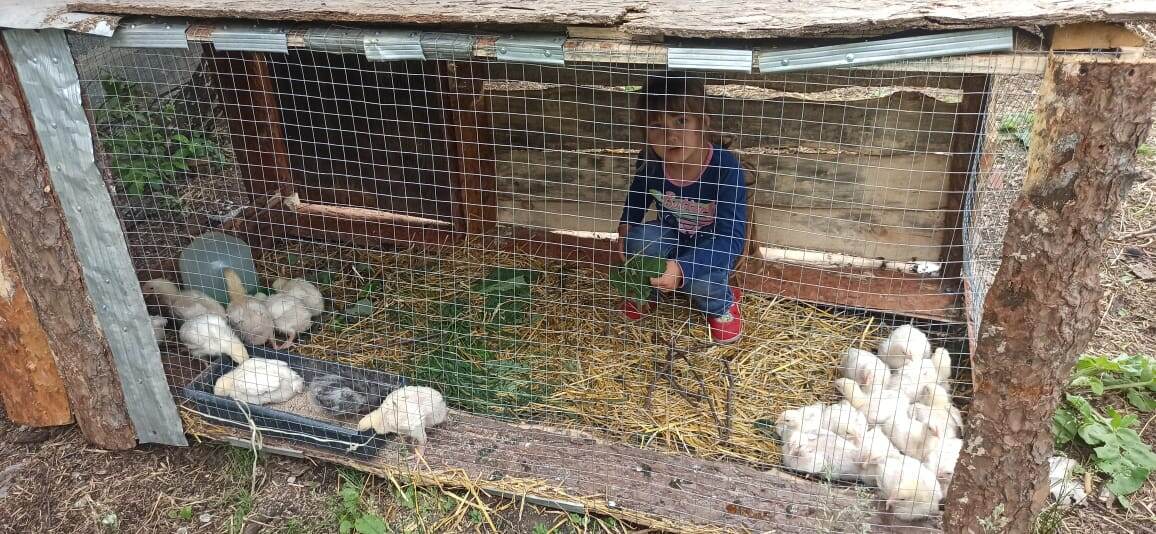 Софья вся в заботах, траву цыплятам рвет