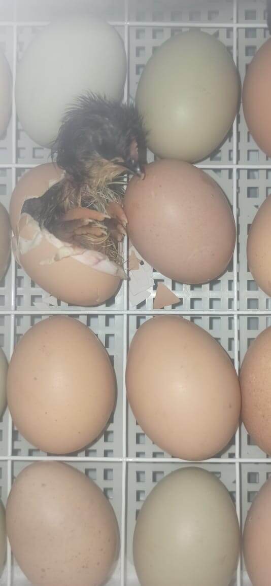 И вот такое присылает. То же в окошечко в инкубаторе смотрит, чтоб не охлаждать.