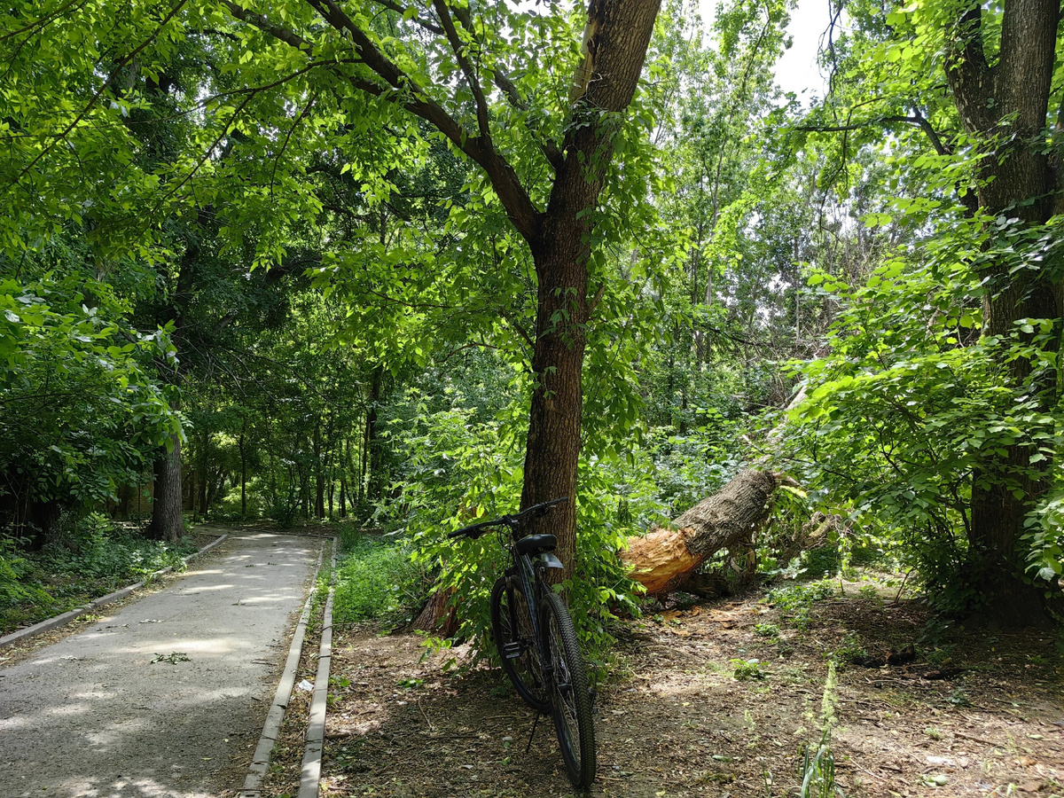 Велокурьер, природа, велосипед, парк, красота. 