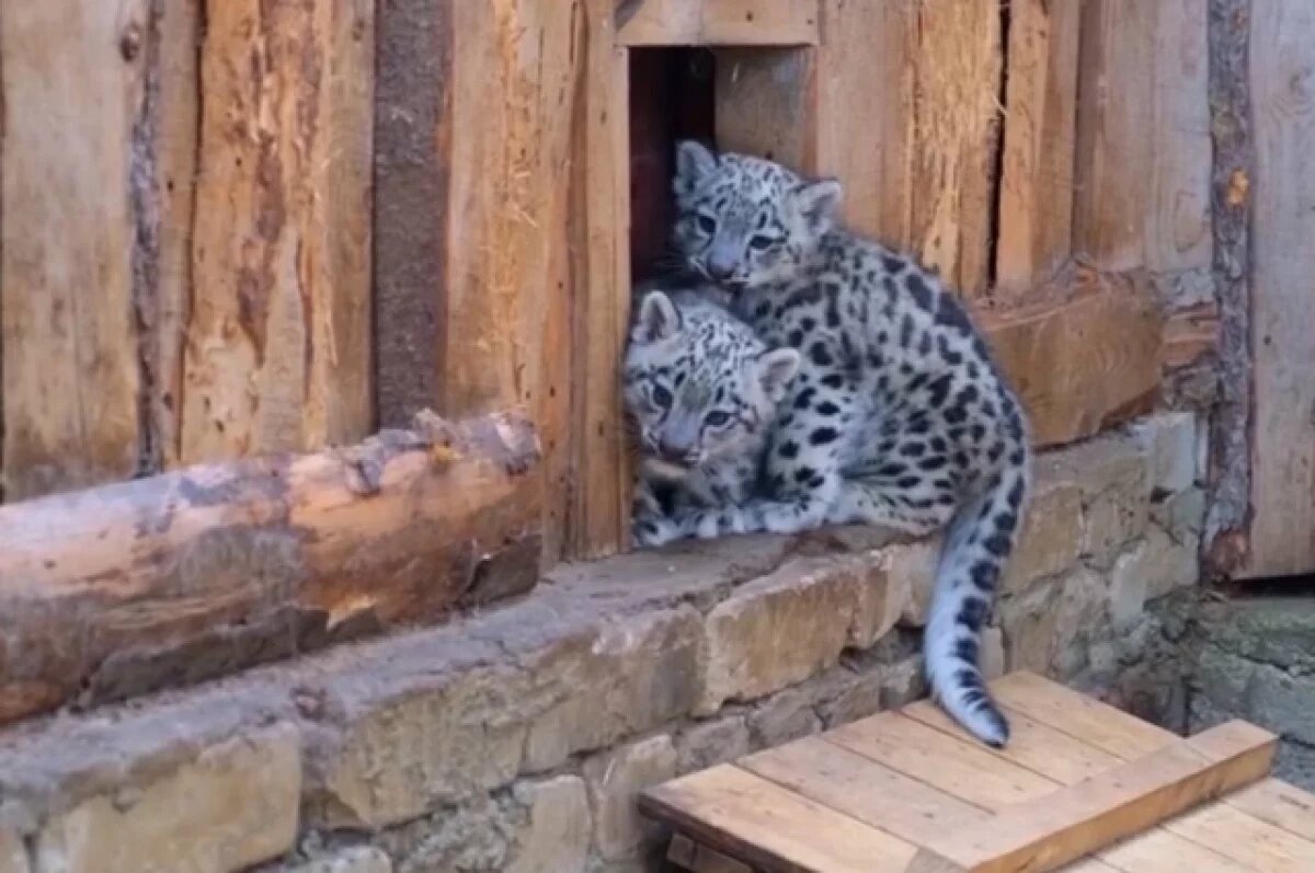    Снежным барсам Юнгуру и Кунгуру из пермского зоопарка исполнился 1 год