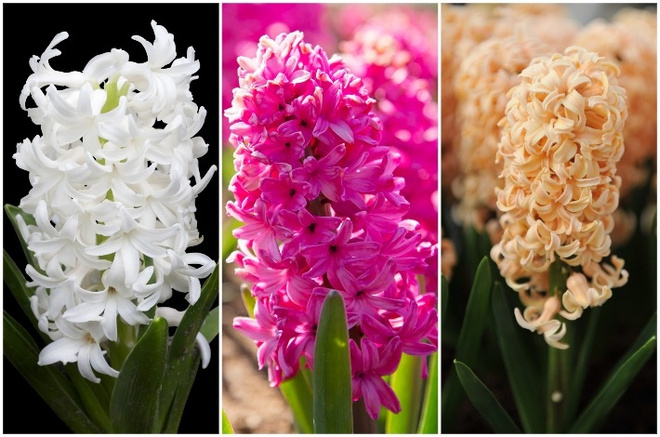 Слева направо: «Инносэнс», «Пинк Перл», «Гарлем». Фото: TeeraPhoto, Andrejs Marcenko, Sergey V Kalyakin / Shutterstock / FOTODOM