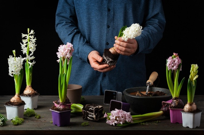 Те цветоводы, которые хотят сохранить гиацинты, в обязательном порядке пересаживают их в открытый грунт. Фото: Olga Miltsova / Shutterstock / FOTODOM