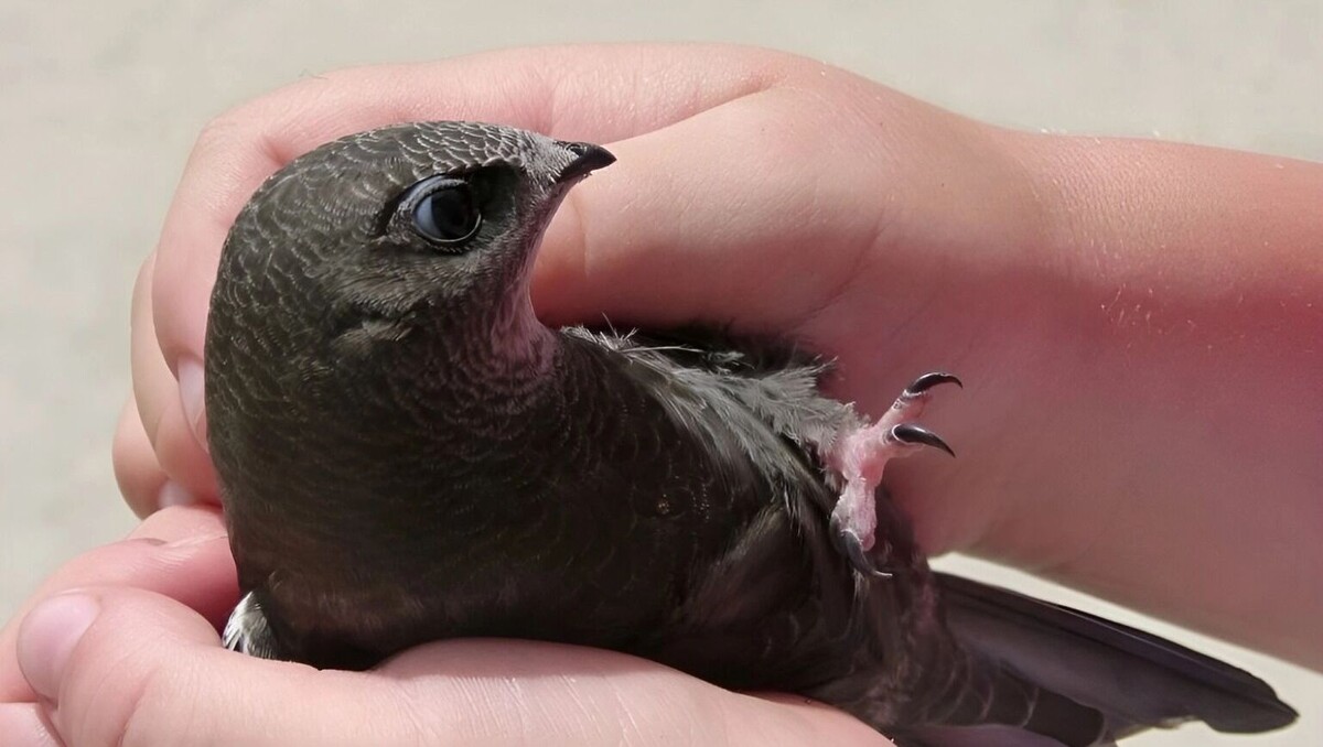     Источник: Пресс-служба заповедника «Буреинский»