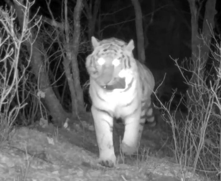    Фото:пресс-служба ФГБУ «Земля леопарда»