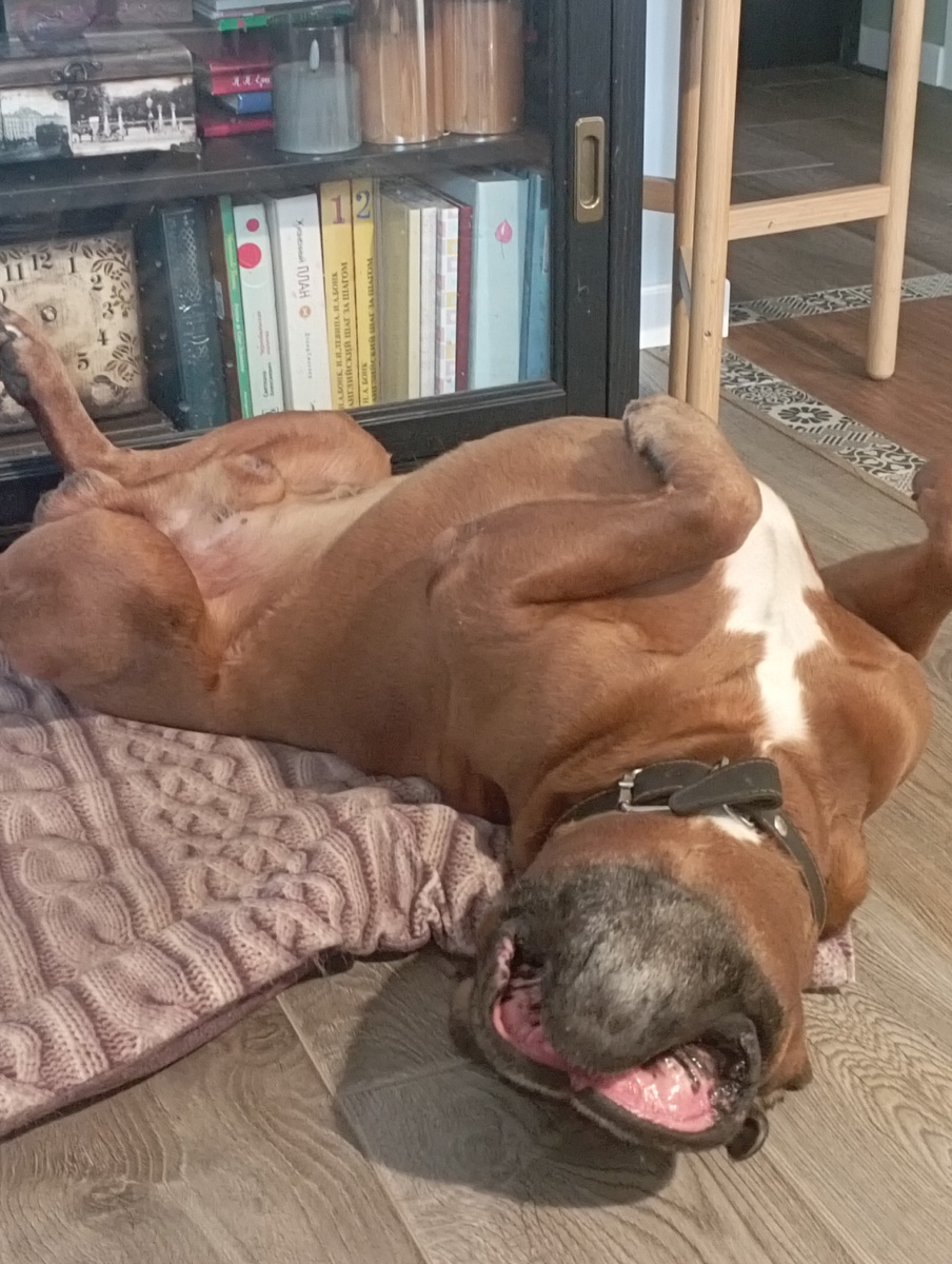 Так "страшная собака" любит поспать