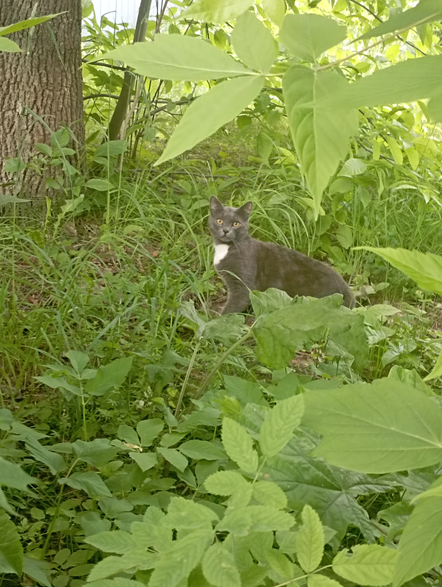 Зато встретили на улице котика