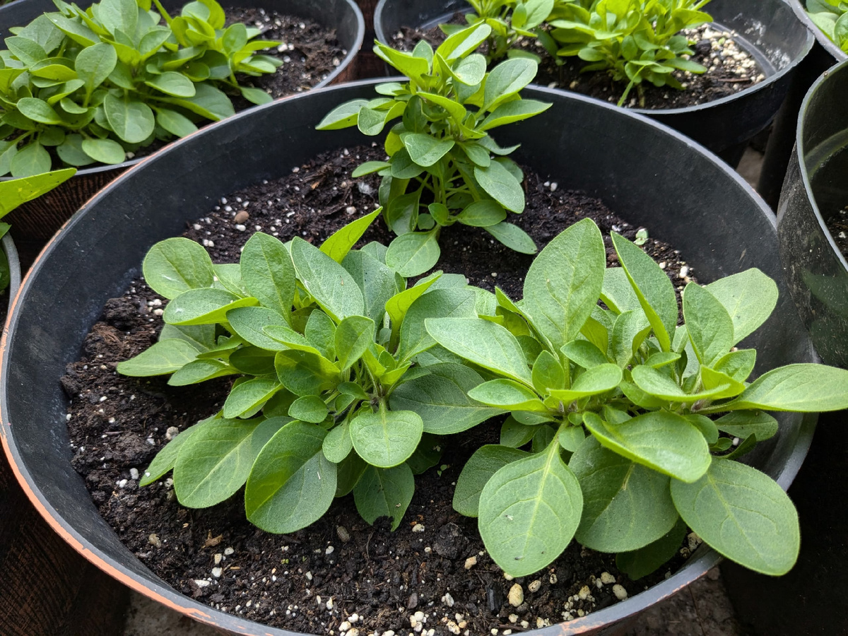 Tumbelina Diana сегодня