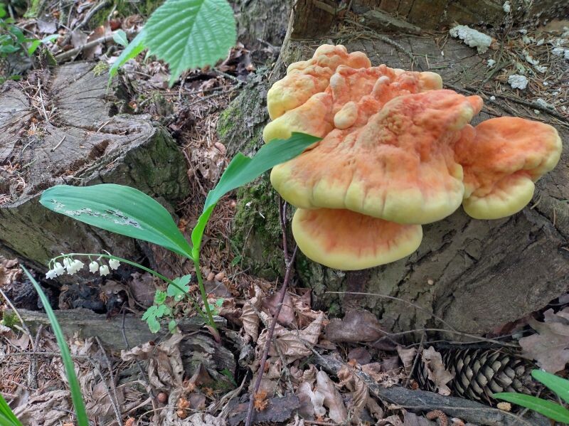 ТСЖ, июнь 2025