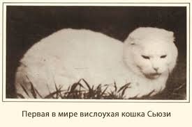 Кошечка Сьюзи, предок современных вислоухих котят