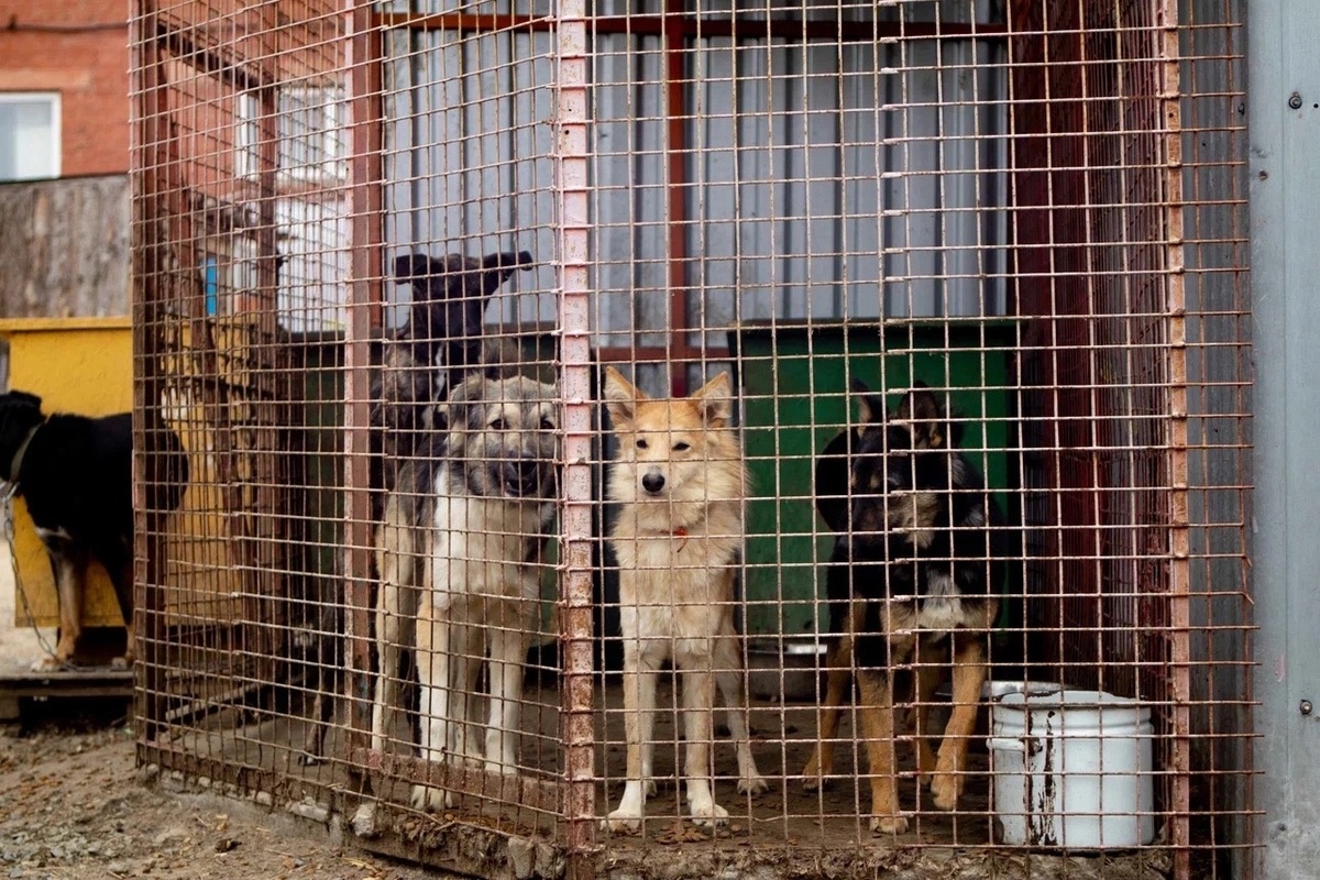 В приюте уже толком работать некому. Аренда не оплачена, корма НЕТ!