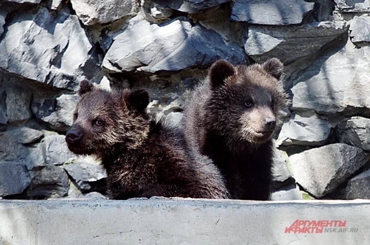    На сибиряка напала медведица, но сбежала из-за шума