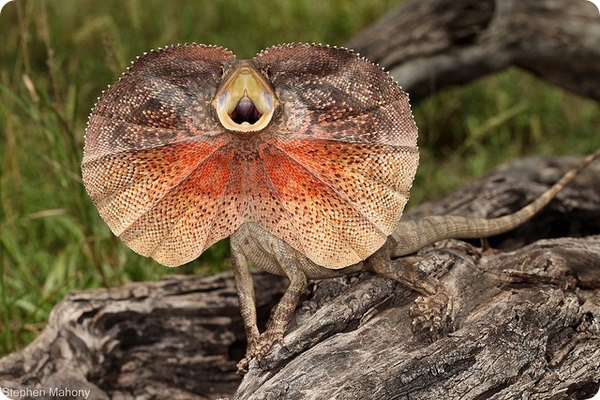 Встречайте нашу сегодняшнюю героиню – плащеносную ящерицу во всей своей экзотической красе! Готовы узнать её секреты? 😉