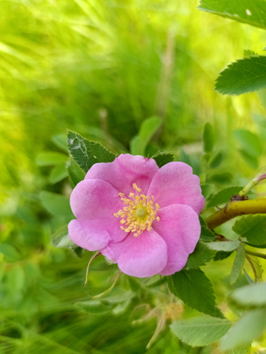 Ну, чудо, как хорош!