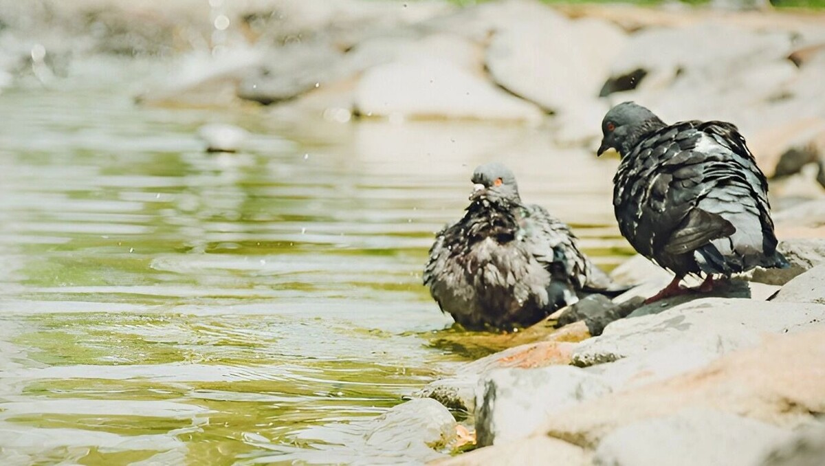     Источник: 1MI