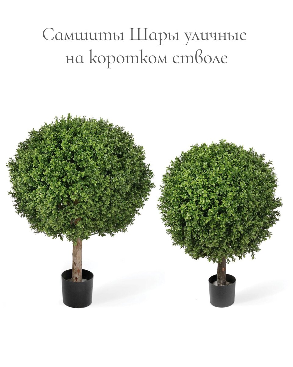 Растения Treez Collection