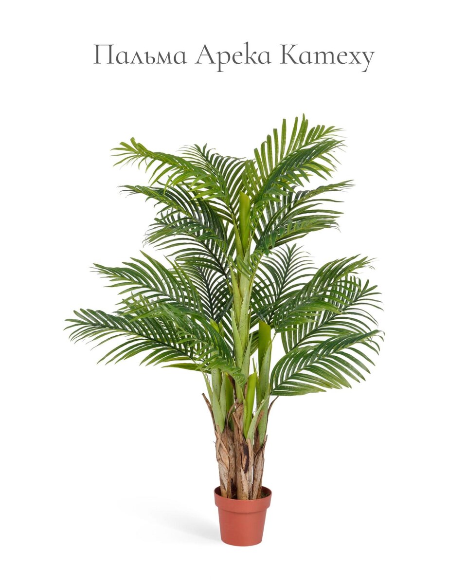 Растения Treez Collection