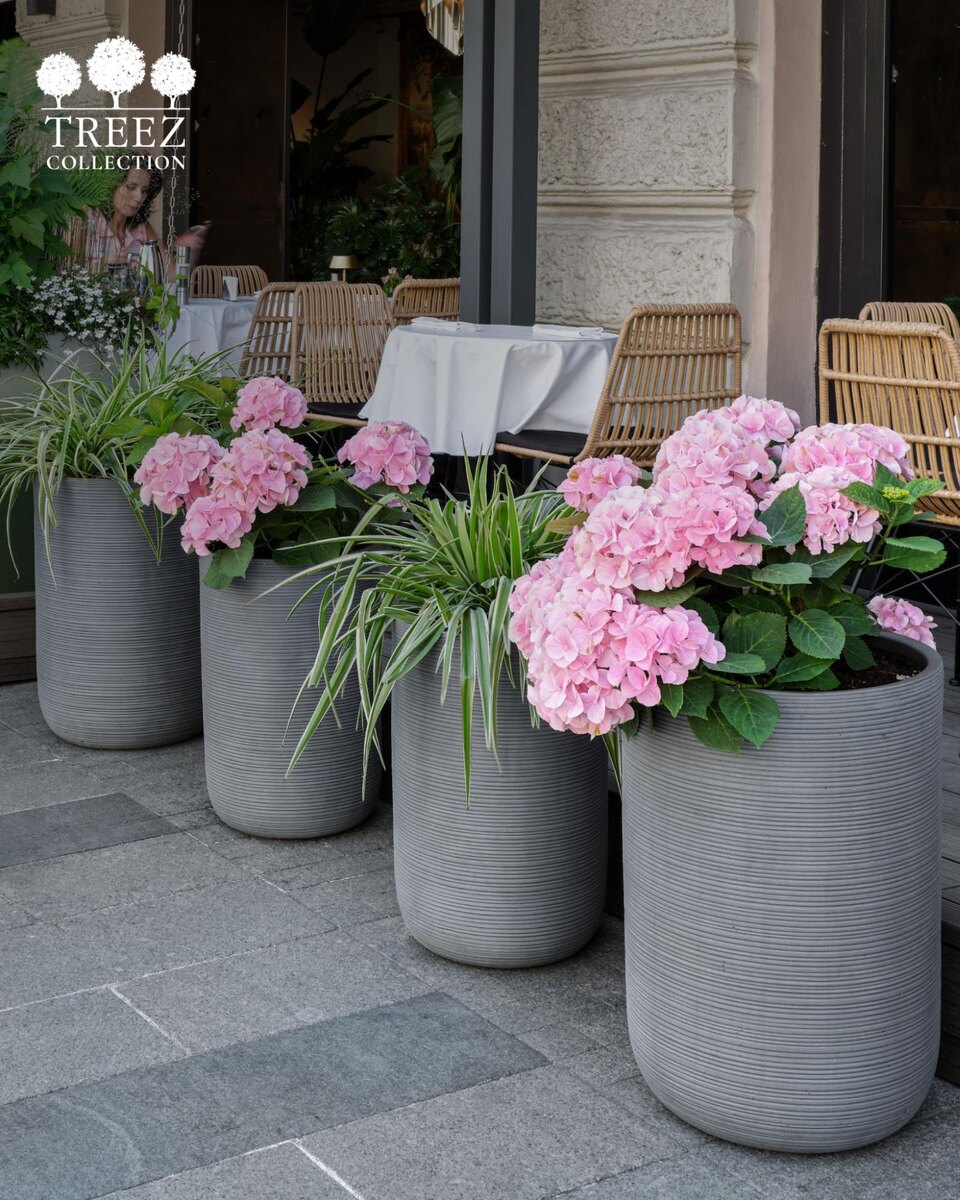 Кашпо и растения Treez Collection
