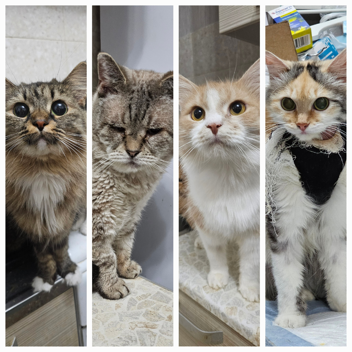 Заболевшие хвостики