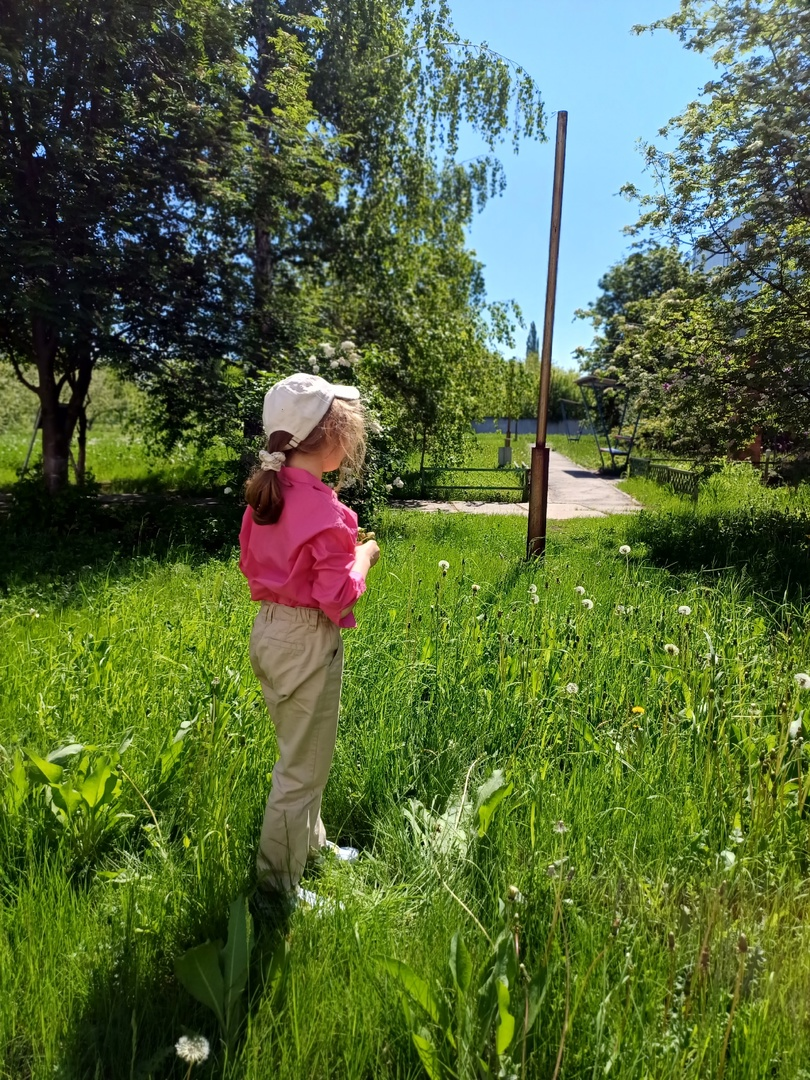 одуванчики