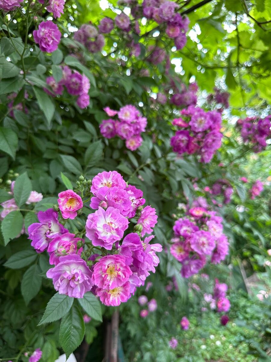 Перенниал Блю