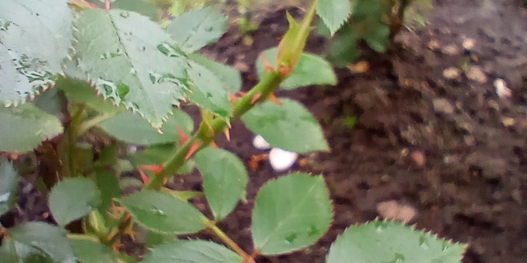 Слепые побеги у роз - фото наглядно. Как сделать, чтобы они прозрели