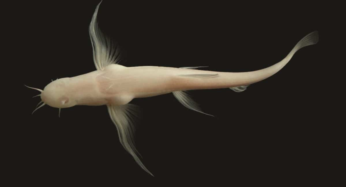    Живой экземпляр новой рыбы Triplophysa yangi, вид снизу / © Zoological Journal of the Linnean Society, Jianhan Cao et al.