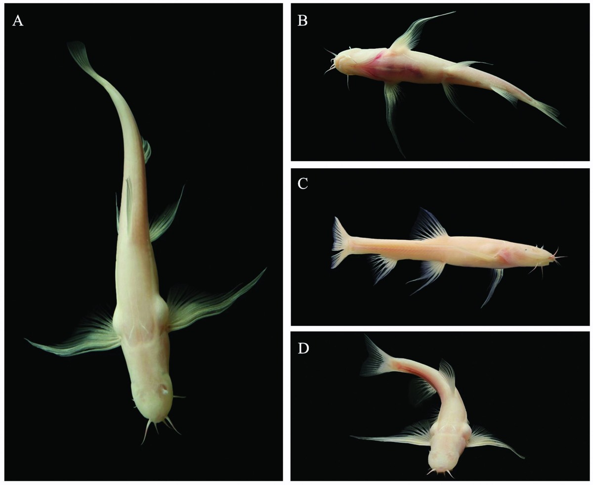    Живые экземпляры открытой рыбы Triplophysa yangi. A, вид снизу. B, вид снизу. C, вид сбоку. D, рыба в повороте / © Zoological Journal of the Linnean Society, Jianhan Cao et al.
