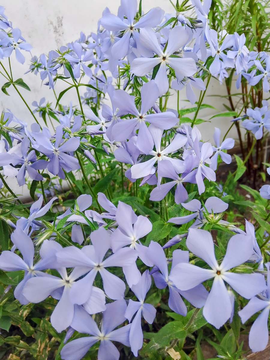 Растопыренный флокс 