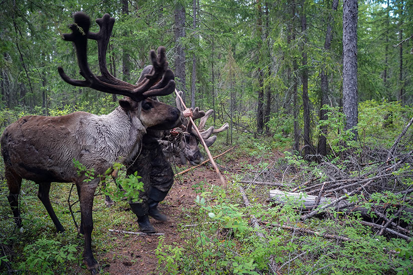 Во время перехода  олени резко остановились, почуяв опасность. Фот Бориса  Слепнева