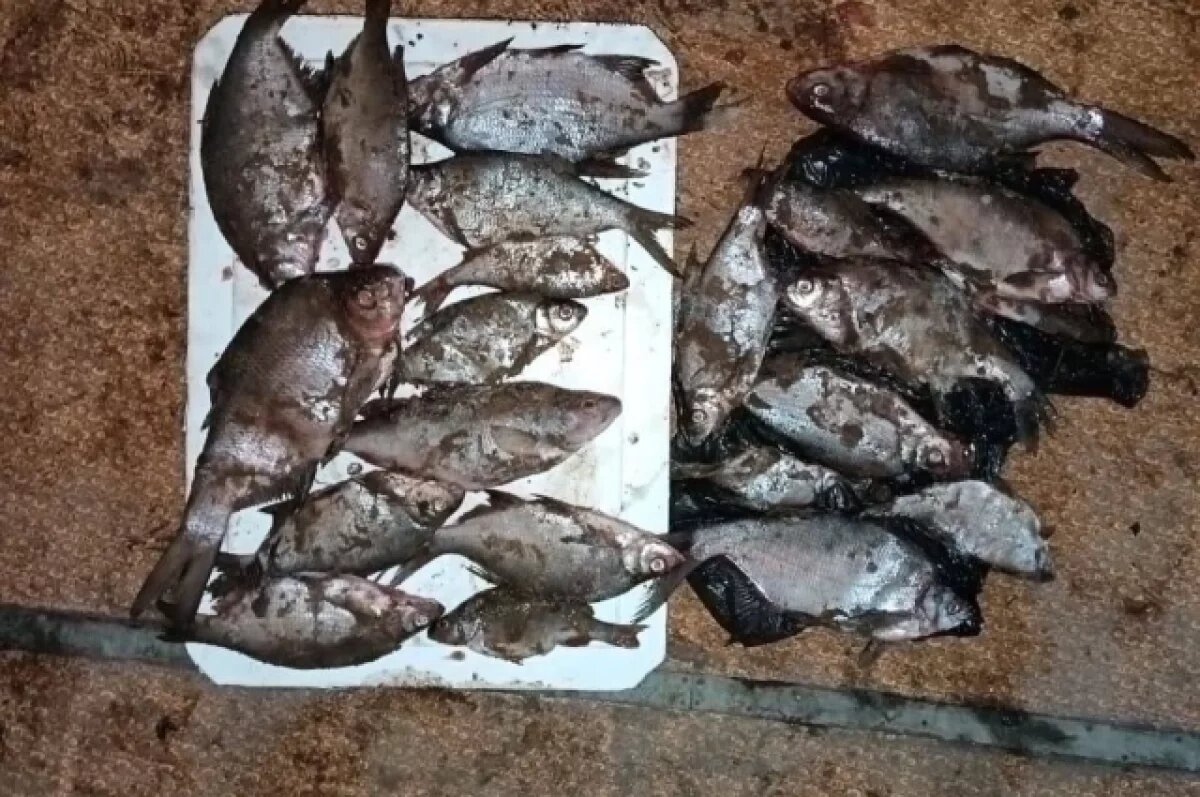    43-летний житель Прикамья задержан за 62 рыб, незаконно выловленных в Каме