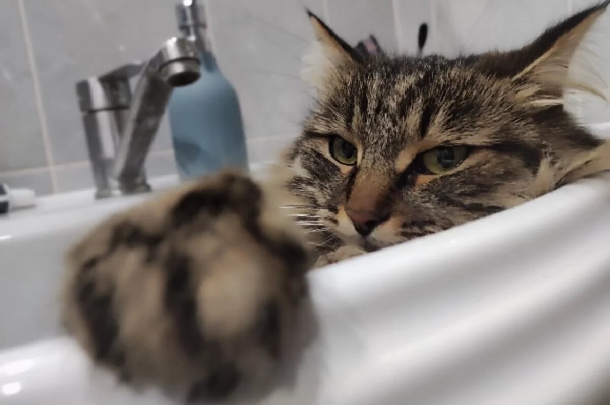    Эксперты рассказали, чем опасны кошачьи царапины