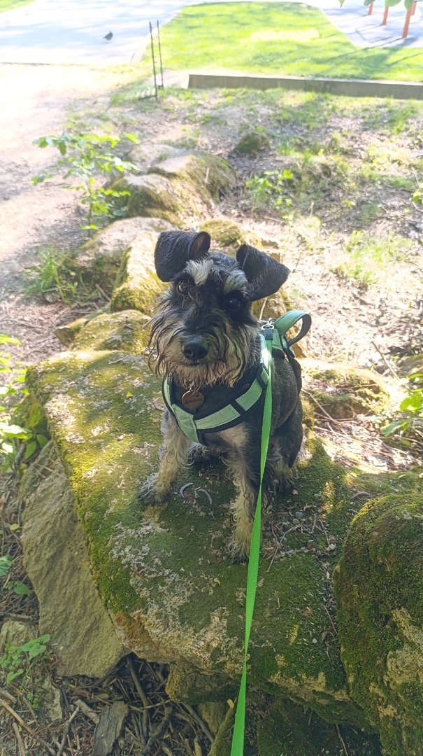 Комсомольский пруд, к которому мы топали через лес. Но гулять там с собаками нельзя. Так что гуляли чуть скраю, там как раз таблича про обработку территории от клещей висела.