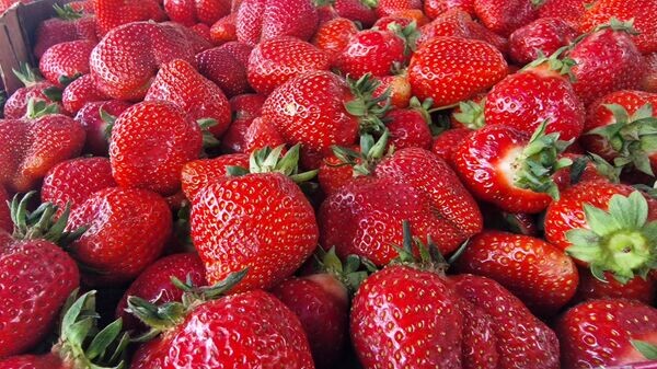    © Sputnik / Александр Жибуль