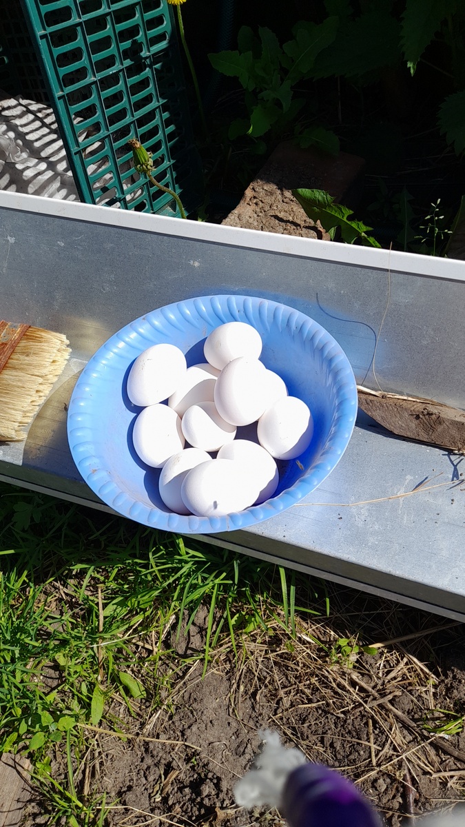 Вчерашний "урожай" Днем собираю яйца и уношу их на утро в холодильник. Нам хватает на 4 семьи. В деревне 1 десяток яиц стоит 140-150р. Все время есть объявления в деревенском чате. Из меня коммерсант никакой и поэтому я продажами яиц не занимаюсь))