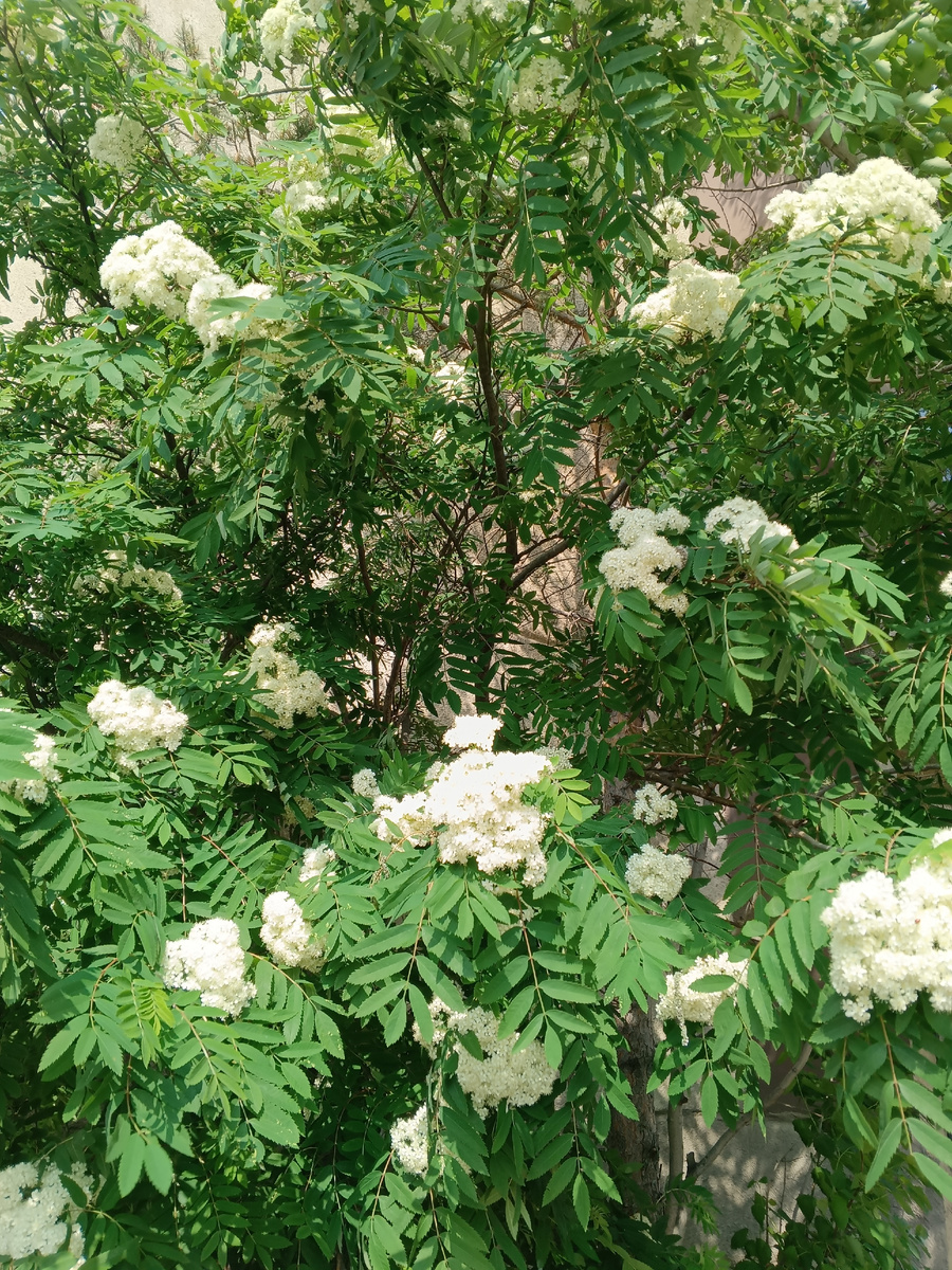 фото автора: вчера сделала снимок, зацвели у нас рябины