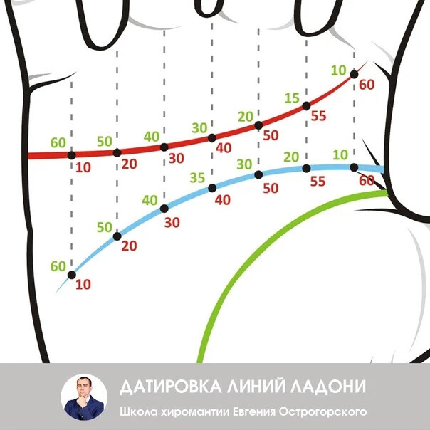 Прямая и обратная датировка линии сердца и линии ума (головы). https://dzen.ru/b/ZNcLS52S2VELLNBW?sid=537007109818036737