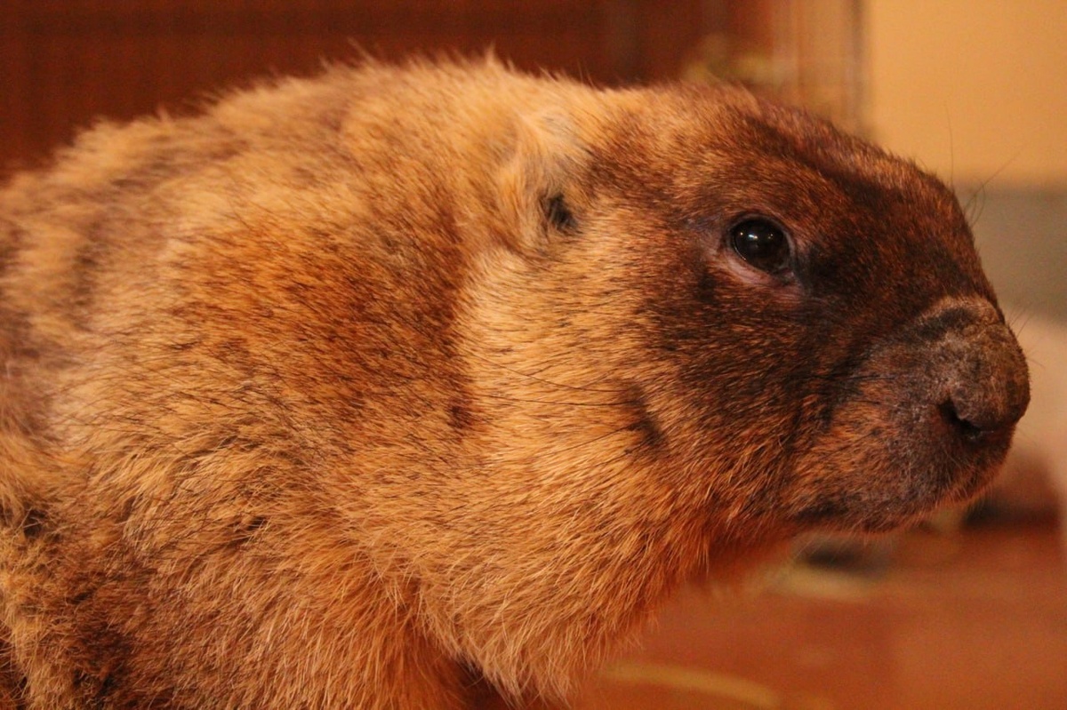 Требуют специального питания и ухода за шерстью.