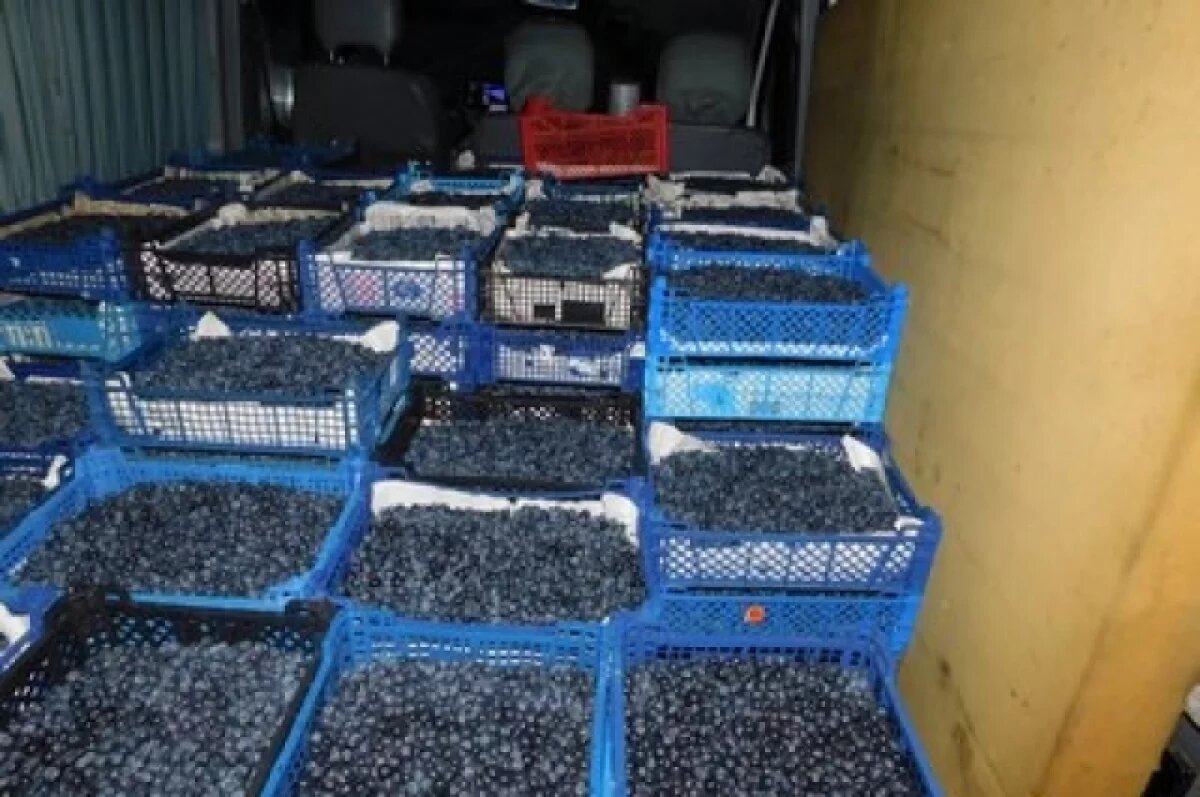    15 тонн голубики из Марокко не пустили в Петербург из-за личинок