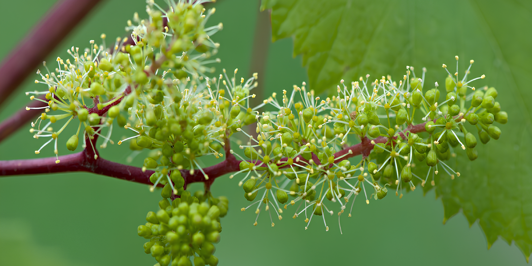 Почему Виноград ПЛОХО ОПЫЛЯЕТСЯ и КАК Это Исправить?