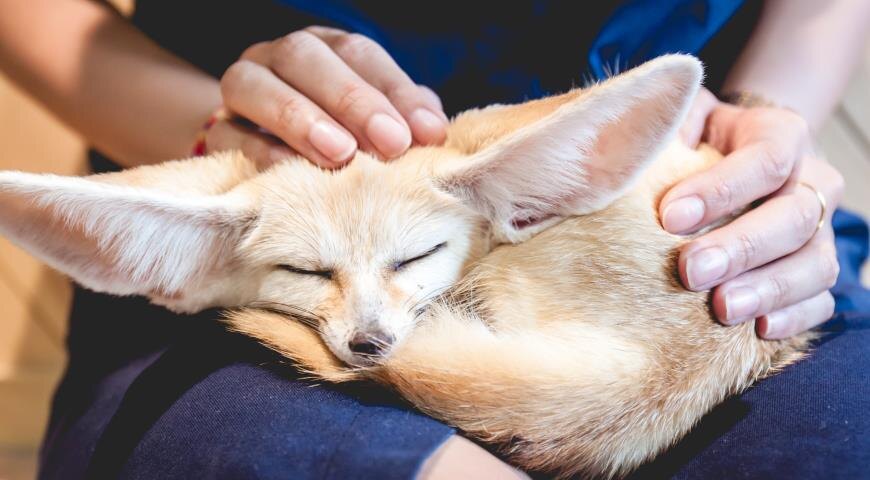 Мечтаете о таком ушастом чуде? 🦊✨ Прежде чем решиться, давайте узнаем все секреты этого пустынного лиса!